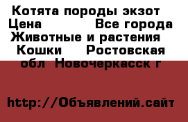 Котята породы экзот › Цена ­ 7 000 - Все города Животные и растения » Кошки   . Ростовская обл.,Новочеркасск г.